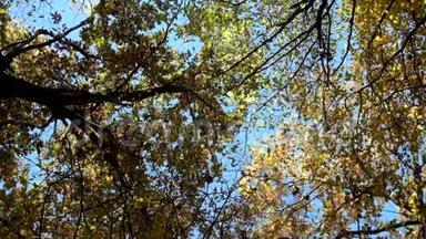 落叶树的树冠在风中摇曳，黄叶飘落